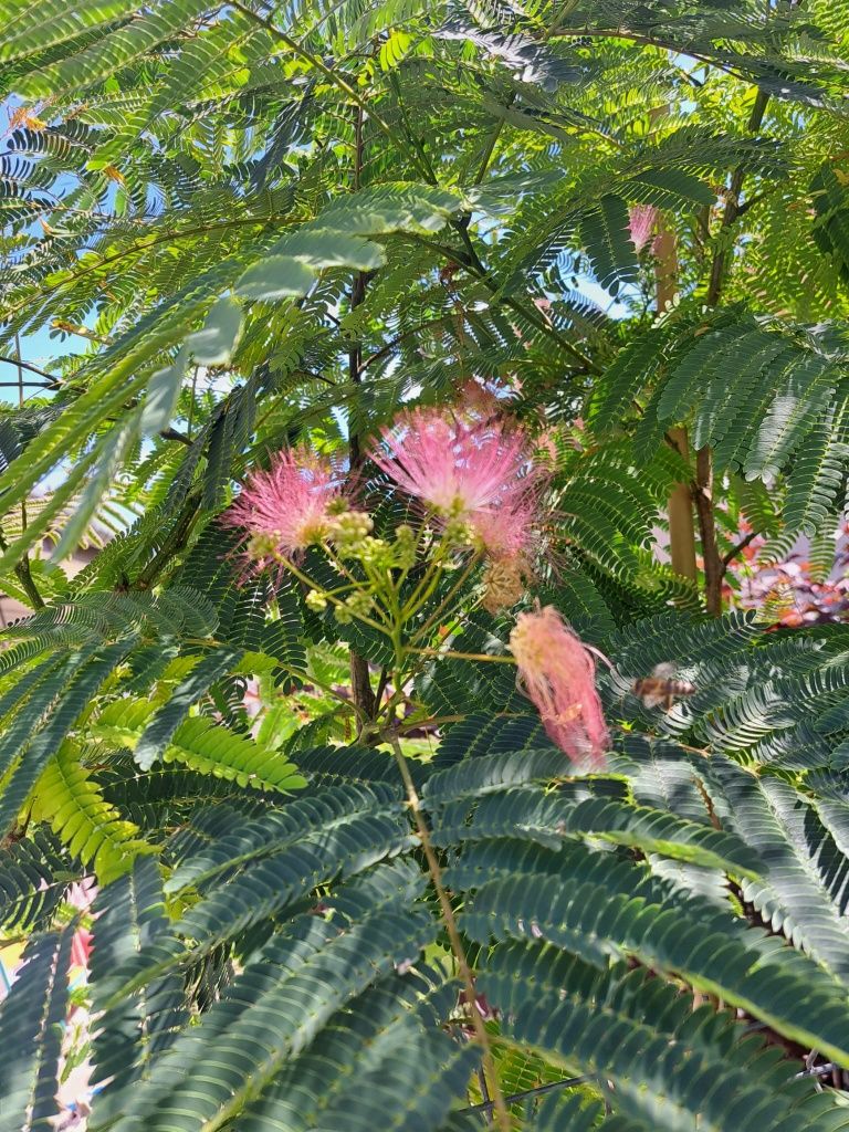 Plante ornamentale pomi fructiferi si arbusti fructiferi!