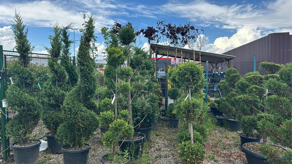 Iuca rostrata bosai ilex maslini tuia brazi spirale forme inupar etc