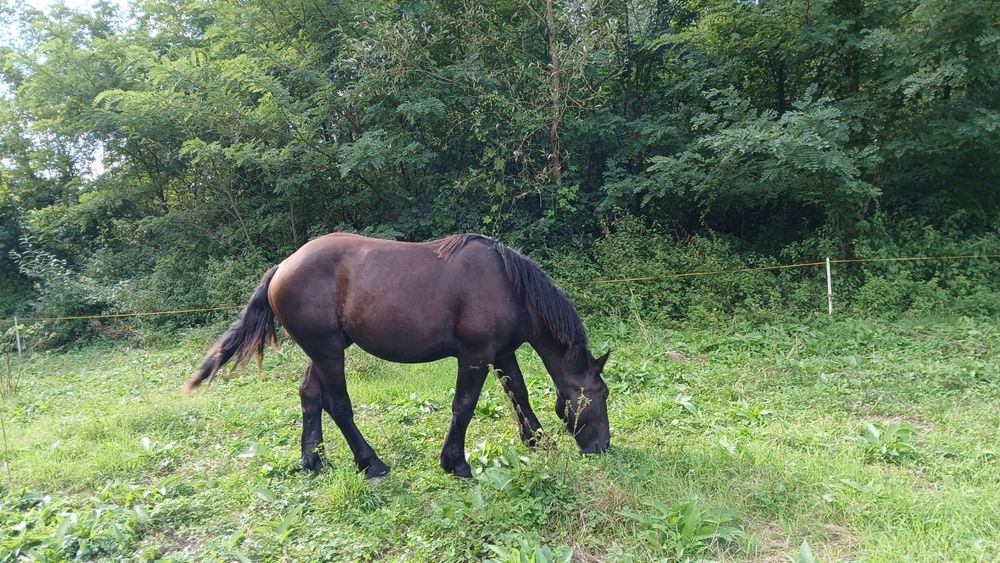Iapă percheron, mânz armăsar