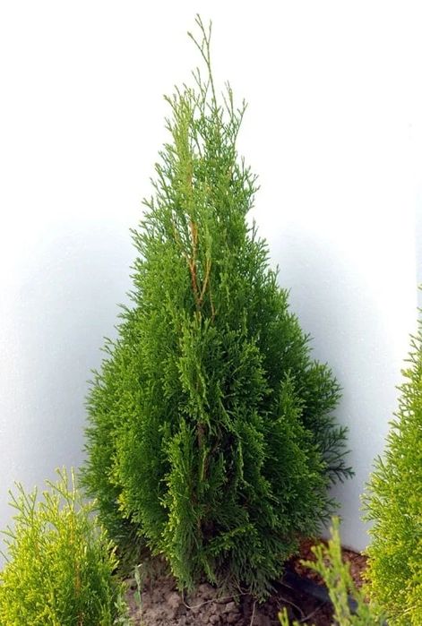 Tuia Smaragd la Ghiveci