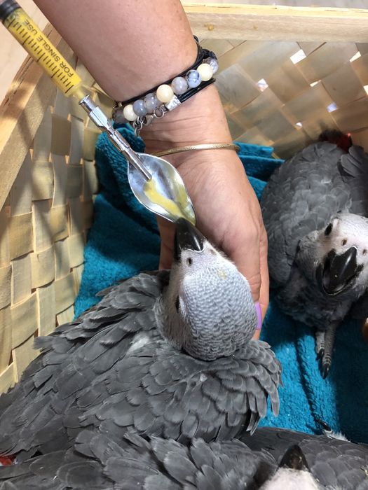 Папагали Жако-Конго