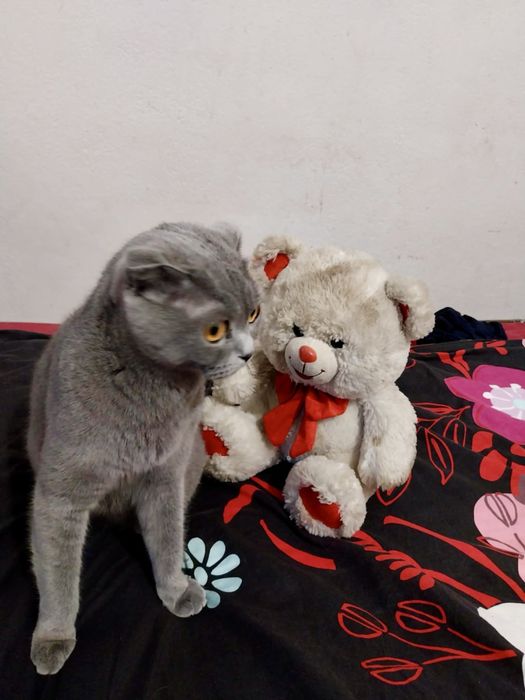 Шотландски клепоухи котенца