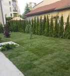 Plante Ornamentale