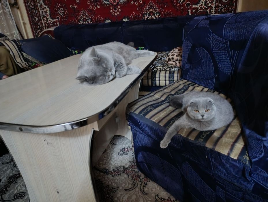 Британец чистокровный