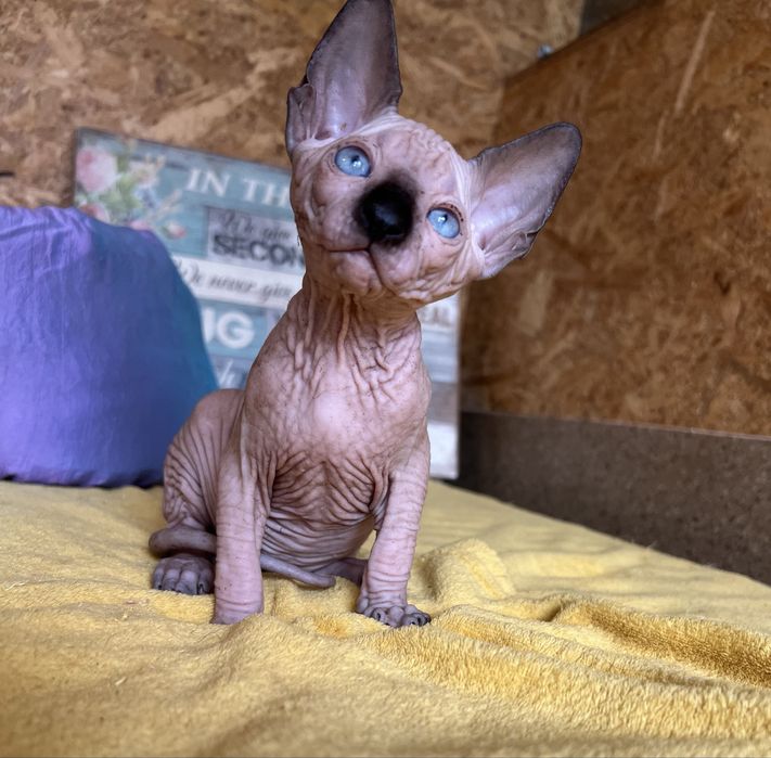 Fetita Sphynx cu pedigree si teste