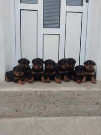 Pui rottweiler, din parinte cu pedigree, de vanzare