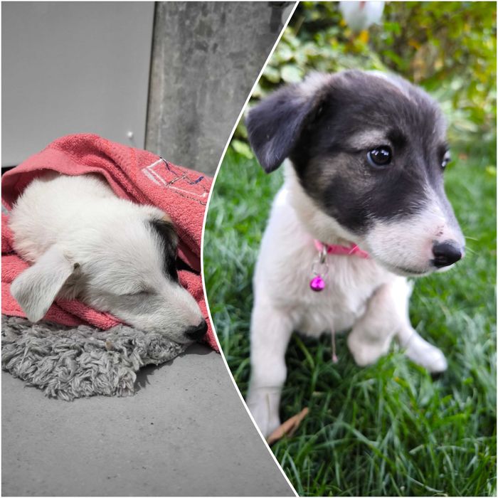 Отдам Щенка  в хорошие руки