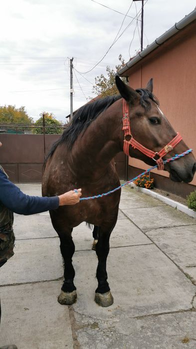 Iapă de vânzare, de 4 ani