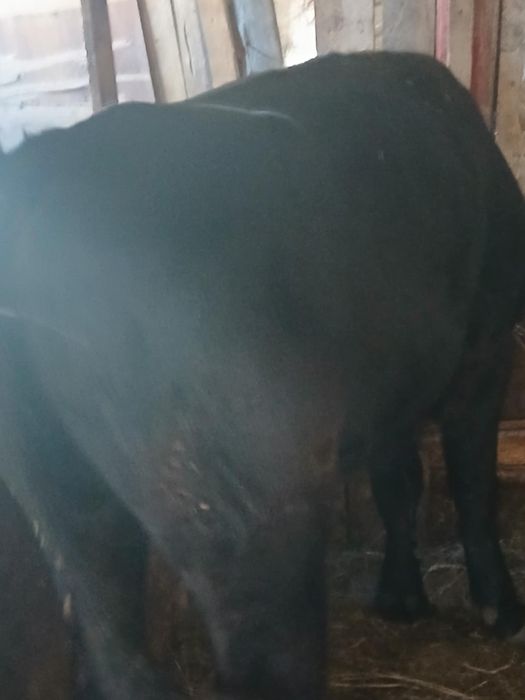 Vând tăuras  cuca Argeș