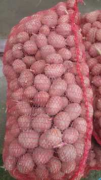Cartof sământă soi bela roza  3 tone