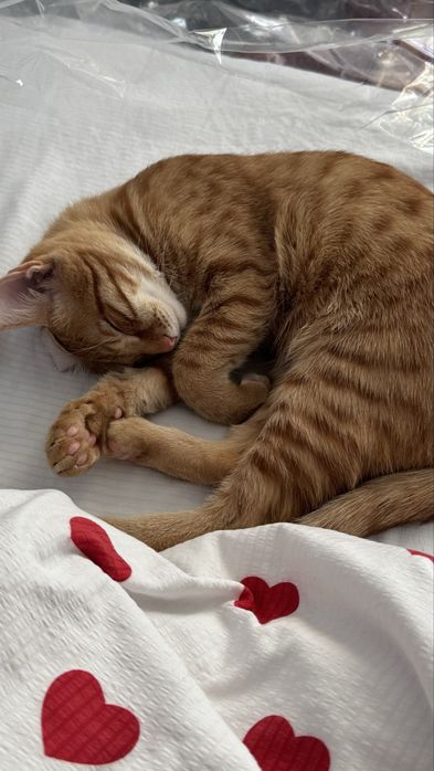 Отдам в добрые руки милого рыжего кота!