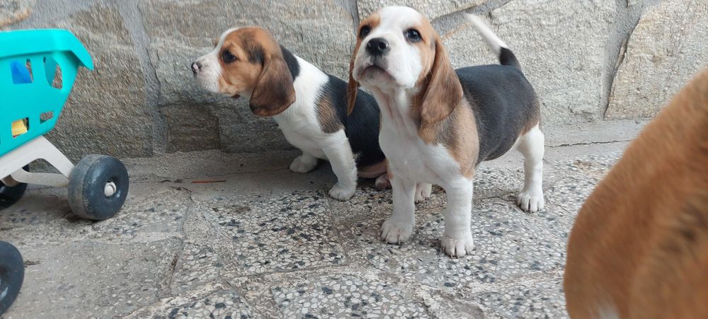 Бигъл малки кучета