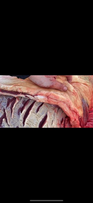 Согым жабагы семиз 2400 тг кг