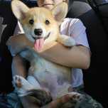 Fetita Corgi Pembroke FCI