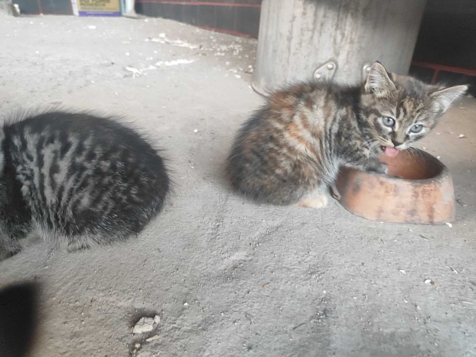 Два котёнка ищут дом!