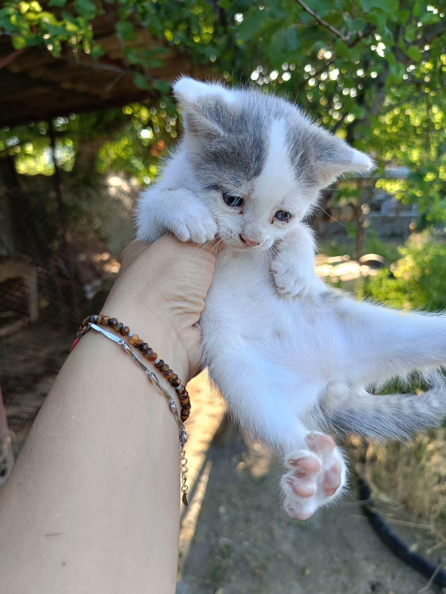 Подарявам котенце