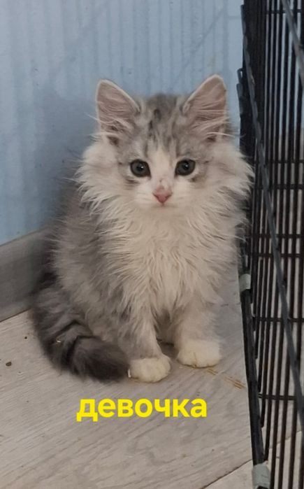 Красивая пушистая породистая девочка-котенок