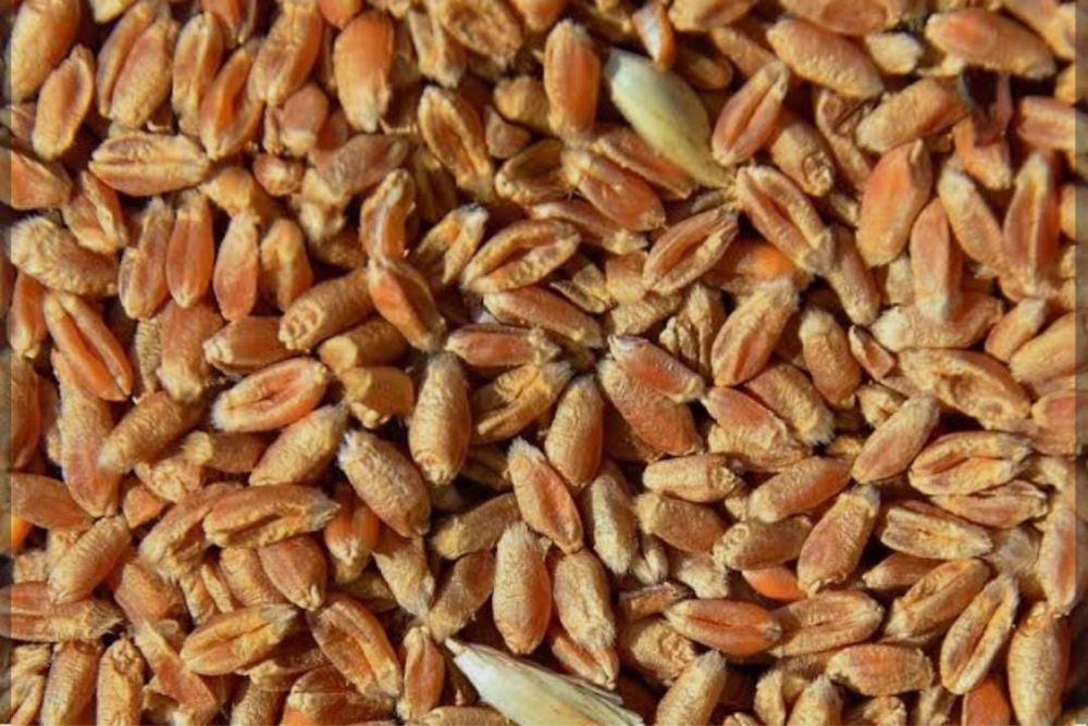 Корма для животных. Пшеница, Зерно смесь, ячмень, отруби и тд