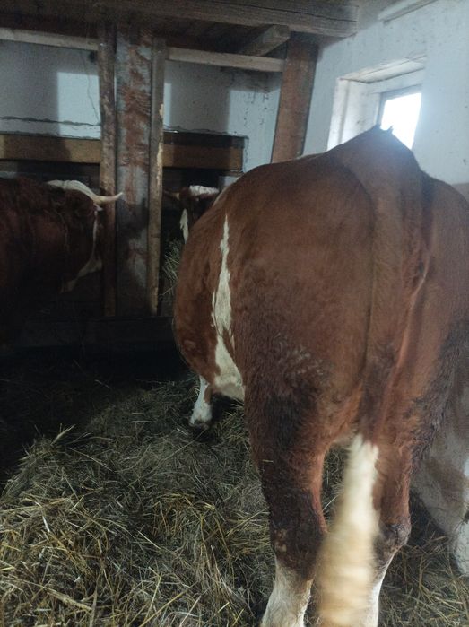 Vând 3 junici  bune