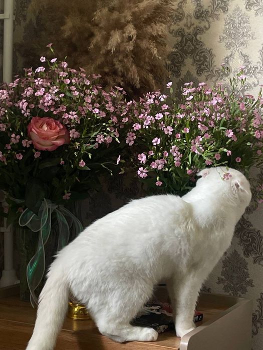Вязка Скоттиш-Фолд
