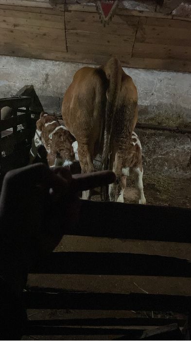 Vand vaca cu doi vitei taurasi