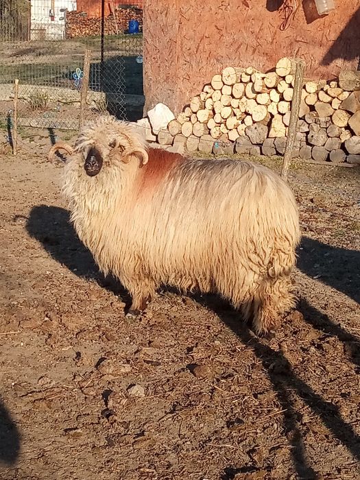 Vînd mior bucălău