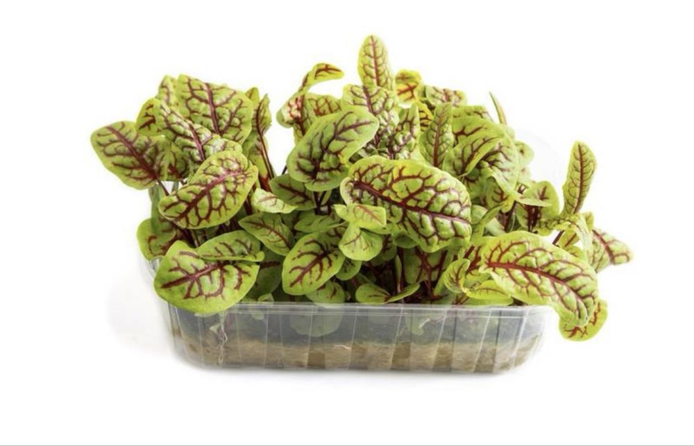 Свежая микрозелень — редис, горох, амарант |натурально