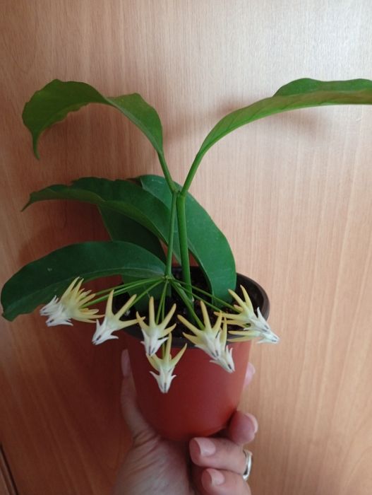 Хойя Мультифлора,Сансевиера Муншайн,Кротон