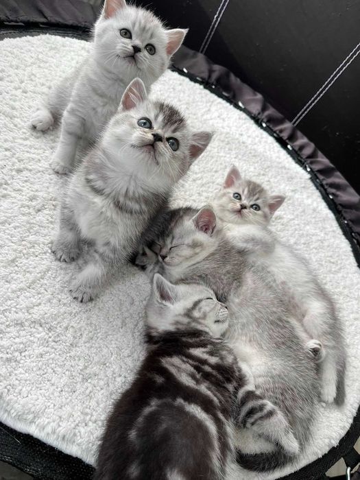 Котета - британски късокосмести