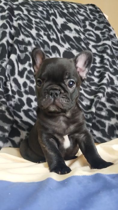 Bulldog francez.