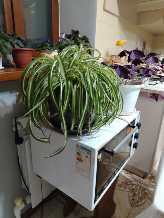 Комнатныие цветы