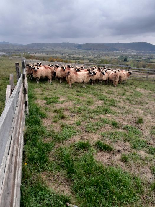 De vânzare oi breze bune