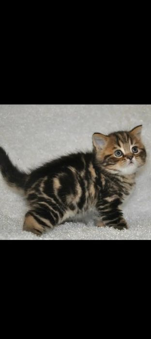 Котята  плюшевые медвежата.