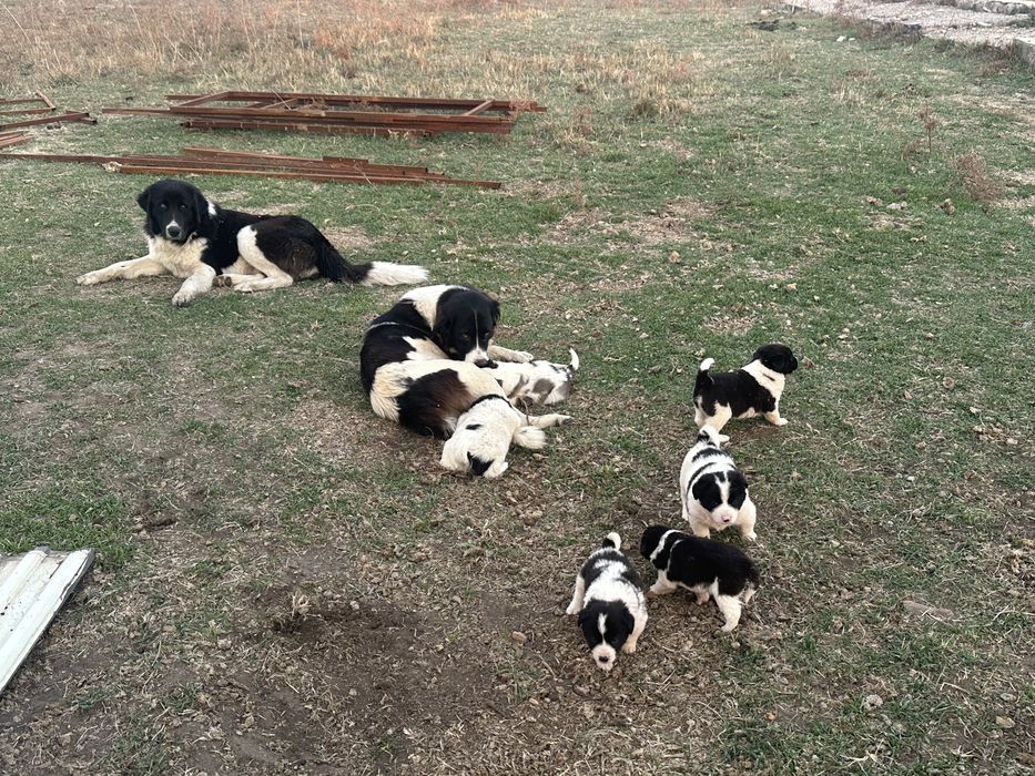 Продам щенков Алабая