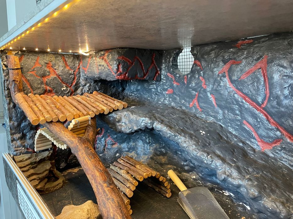 TERARIU Agama cu barba