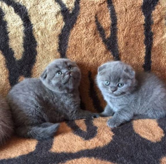 Малыши и малышки вислоушки