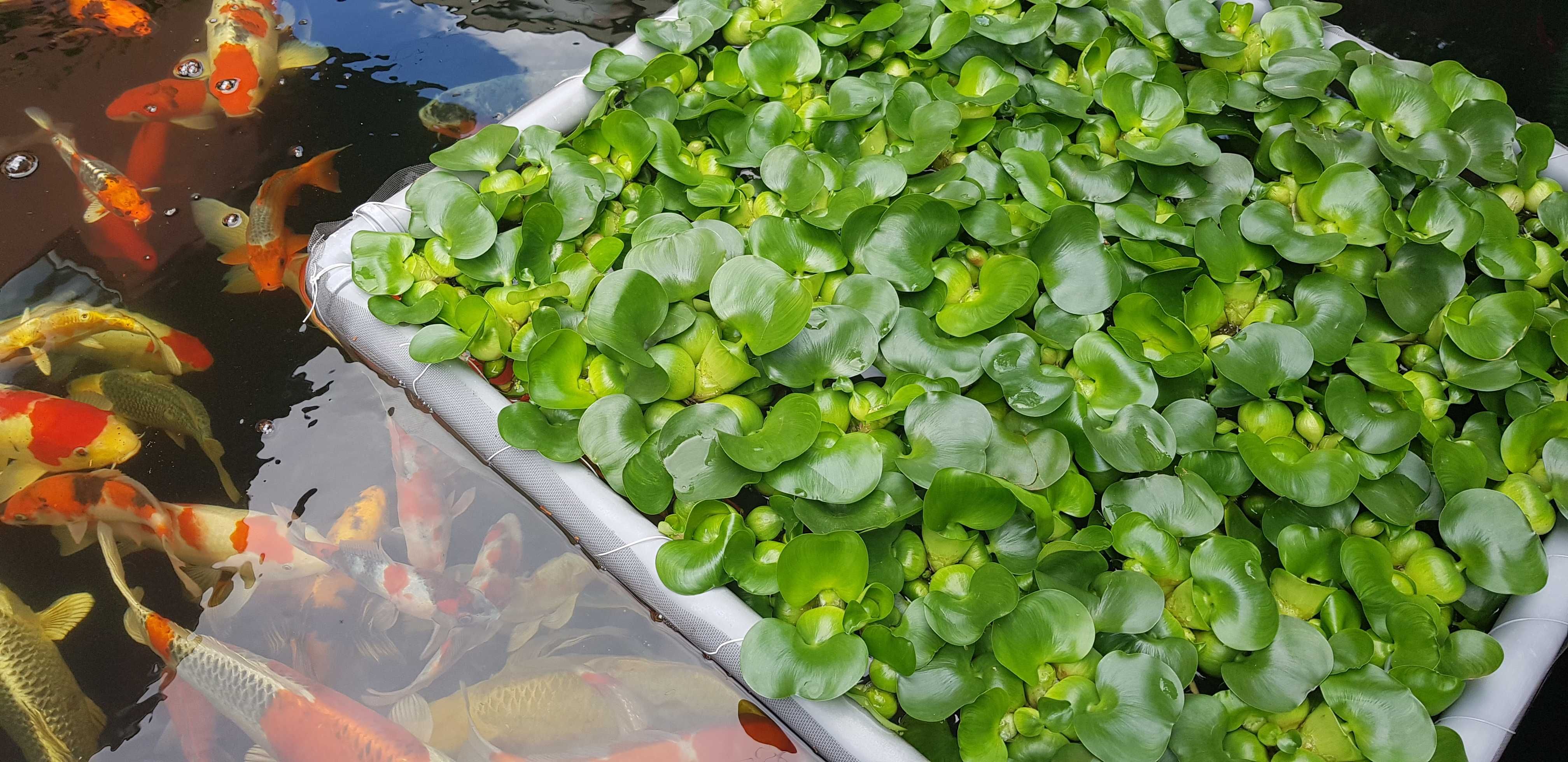 Vand nuferi, zambile de apa pentru iaz si diverse plante de margine