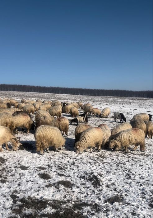 Capre de vanzare, 350 lei bucata