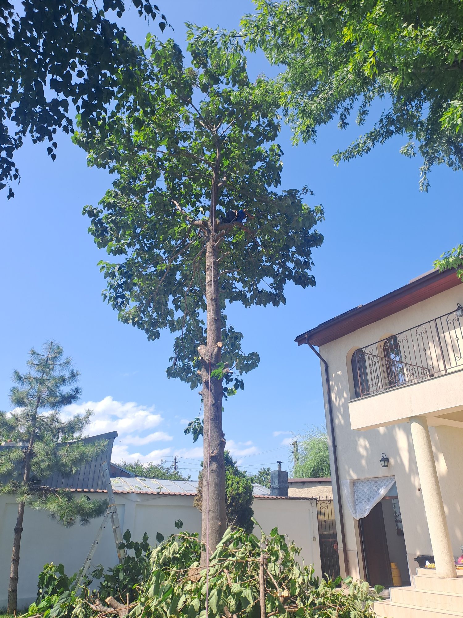 Taiere/Toaletare Arbori De Mari Dimensiuni Ieftin.