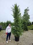Vând tuia leylandii de mai multe dimensiuni