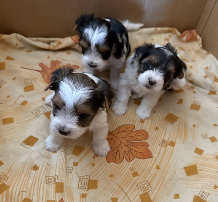 Бивер йоркширски териер