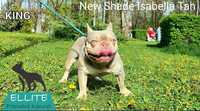 Bulldog Francez - Isabella New Shade Tan - Calitatea Premium