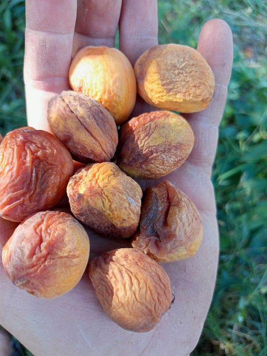 Урик коки куйошда куритилган 3 хилбор личнбни таби нарса