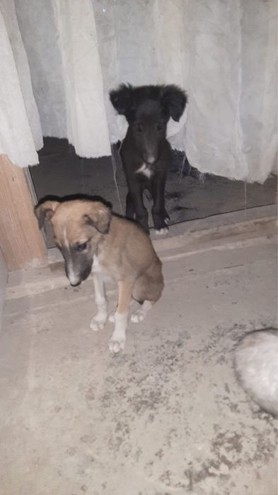 тазы кабель и сучка