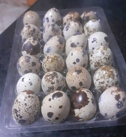 Ouă de prepelițe