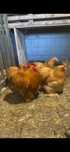 Cochinchina pitic