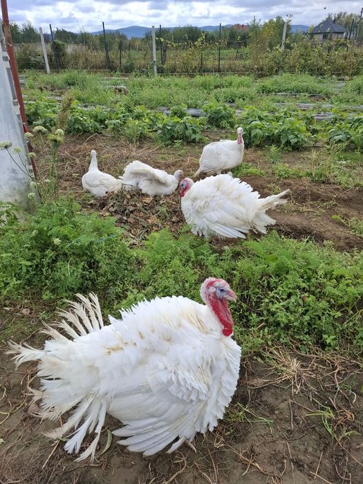 Curci crescute cu cereale