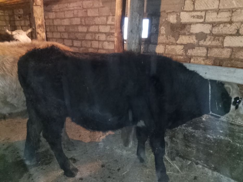 Бычек 1.5 кострат