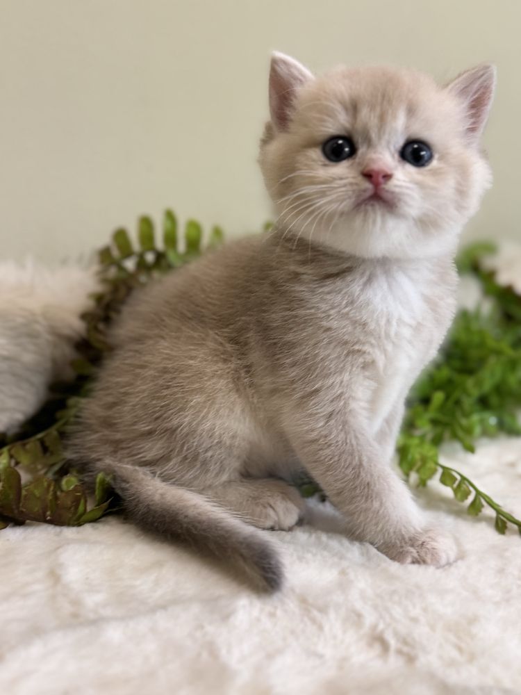 Продается котенок ay12