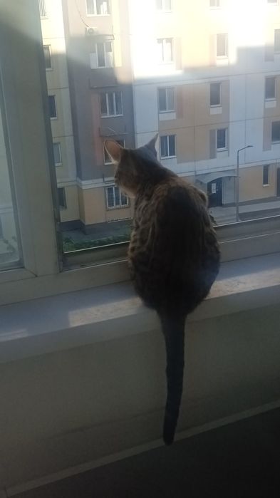 Отдам в хорошие руки